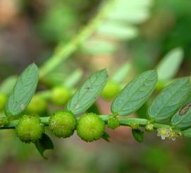   Fruits:   Phyllanthus urinaria ; Photo by Lalithamba, eol.org
